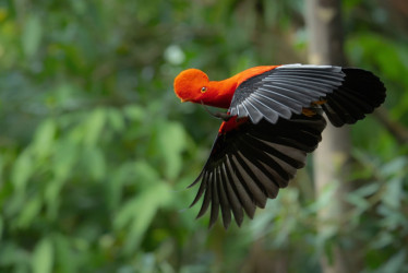 Primer puesto en la categoría Aves. Fuego en el bosque, por Julián Felipe Arbeláez Aristizábal, de Manizales.