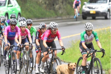 Perro Vuelta a Colombia