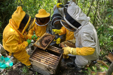 El uso indiscriminado de agroquímicos habría provocado la muerte de 27 panales de abejas en Victoria.