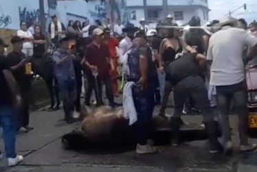 En medio de la Fiesta Nacional del Café en Calarcá (Quindío) un caballo se desplomó en plena cabalgata