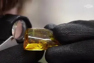 El insecto del orden Blattodea se encuentra conservado en un trozo de ámbar de 41x21 milímetros.