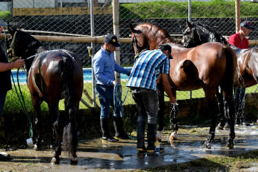 Los caballos ya están listos en Salamina para competir en la XXXVIII Exposición Equina Grado B, en el marco del Bicentenario.