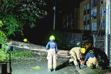 Este es el árbol cayó sobre un transformador en el sector de Nogales. La UGR realiza monitoreo a zonas de alto riesgo y a las estaciones hidrometeorológicas con el objetivo de anticipar posibles afectaciones y actuar de manera oportuna.