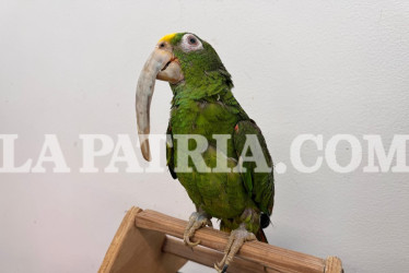 El loro, con 32 años en cautiverio, presenta un deterioro grave en su estado de salud.