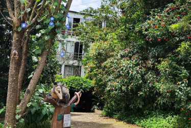 El viernes 23 de junio, funcionarios de Parques y Arborización talaron un árbol vital para aves y zarigüellas