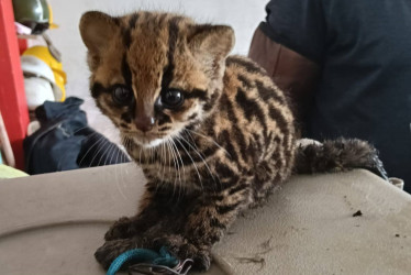 Los tigrillos no son mascotas. El Cuerpo de Bomberos resaltó la labor de la comunidad por reportar el caso.