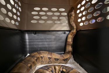 Fotografía cedida por el Área Metropolitana del Valle de Aburrá que muestra a una Boa en un centro de rehabilitación. 