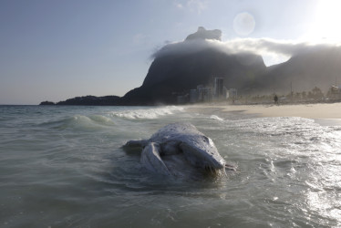 Una ballena jorobada muerta este lunes, en la playa de São Conrado en Rio de Janeiro (Brasil).