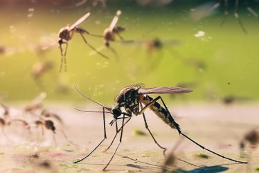 Colombia registra 87.447 casos de dengue y 56 muertes en 2025.