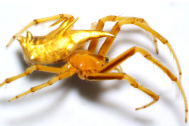 'Spinepeira erwini', una de las nuevas especies de arañas descubiertas en la Amazonía ecuatoriana.