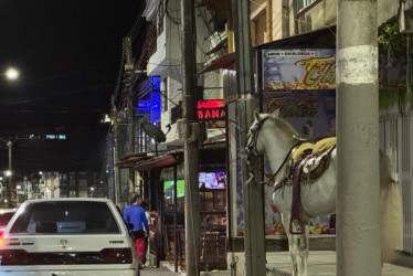 Los caballos en la avenida El Libertador de Anserma.