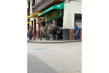 Los caballos en uno de los establecimientos de Pácora.