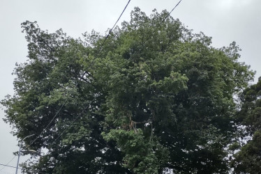 “Armenia busca proteger Ceiba Bonga de 70 años: campaña por patrimonio natural”