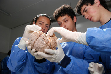 Aprende, se adapta y puede sanar… incluso en la vejez.