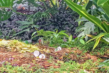 El Parque de Bolívar de Chinchiná (Caldas) necesita una intervención urgente. No hay cultura ciudadana y la gente tira los desechables y la basura dentro de las áreas verdes.