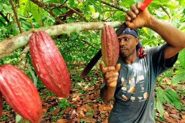 Cerca de Salento, un recorrido por la finca El Argel permite explorar el cultivo del cacao, probar una taza de chocolate artesanal y conocer sus propiedades y beneficios. 