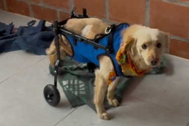 Recibe visitas diarias y hasta tiene un espacio especial en la alcaldía