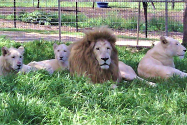 zoológico Darling Downs