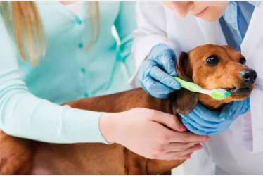 El cuidado de los dientes también es importante en los perros.