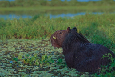 El chigüiro habita en grupos familiares cerca de cuerpos de agua dulce como ríos y humedales.
