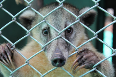 Coatíes, especie de mamífero, también afectados por la influencia del ser humano.