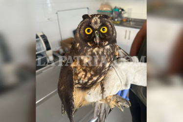 El búho se recuperó de lesiones leves sufridas tras colisionar contra un edificio en Manizales.