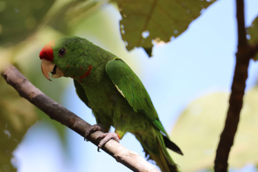 Las loras son la especie más traficada en Caldas. La gente suele usarlas como mascotas.