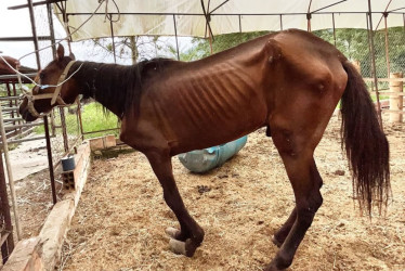 El viernes 25 de julio en Pereira habitantes de Cuba, al sur occidente de la ciudad, denunciaron el mal estado de salud de un caballo. Las imágenes del animal se volvieron virales y el cantante Jhonny Rivera, amante de los equinos, decidió acogerlo en su finca.  La denuncia ciudadana primero tuvo eco en las autoridades ambientales, que ese mismo día, fueron hasta La Cuchilla de los Castro, un barrio de la ciudadela Cuba, a atender la situación. El reporte oficial señala que el equino, al parecer había sido 