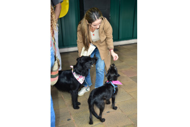 Cada uno de los perros presentes ha sido rescatado y rehabilitado por la Unidad de Protección Animal,
