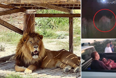 El león fue abatido.