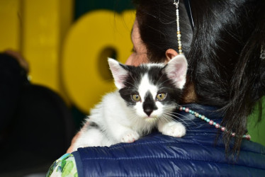 Manizales lanza campaña para evitar la pérdida de mascotas con tecnología QR y microchips.