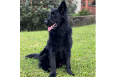 Beethoven, que cumpliría dos años en agosto, terminó atropellado por una buseta en Campohermoso.