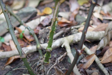 Gracias a la investigación, la raíz china tendría una segunda vida en Providencia. 