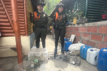 Los animales recuperados en Marmato pasarán a un proceso de recuperación para su posible liberación.