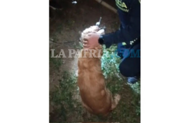 Los improvisados rescatistas pudieron liberar el perro, que no sufrió lesiones de consideración.
