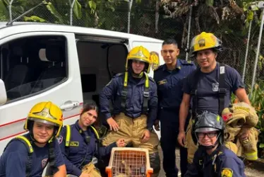 El Cuerpo de Bomberos de Pereira realizó el rescate de un oso perezoso en el Bulevar de las Villas. 