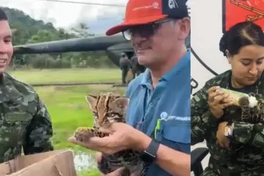 El tigrillo fue trasladado en helicóptero hasta Yopal, capital del departamento de Casanare