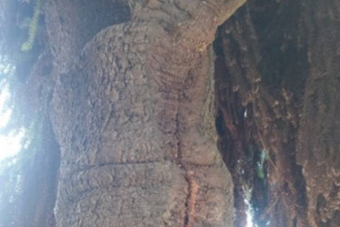 Fotos I Tomadas de Facebook de las alcaldías I LA PATRIA  Esta araucaria será podada y no talada en el parque principal como medida de prevención. Otra noticia: En Palestina prosigue Movernos Seguras, estrategia para las mujeres en el Área Metropolitana.