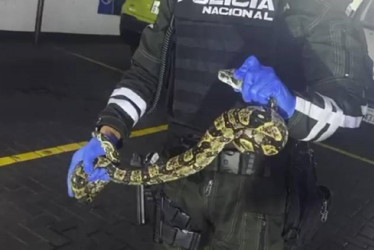 Las autoridades ambientales de Guayaquil (Ecuador) rescataron una serpiente en un centro comercial. Días antes hallaron una dentro de una bodega.