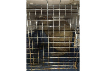 El Cuerpo de Bomberos Voluntarios de Risaralda rescató un chigüiro desorientado en la vereda La Rica.