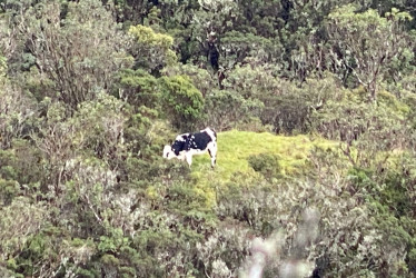 En los sitios se encontraron evidencias como reses alimentándose y heces.