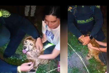 Lupe fue revisada tras el rescate y, afortunadamente, no presentaba heridas. Finalmente, fue entregada sana y salva a su dueño, quien agradeció entre lágrimas el gesto de solidaridad.