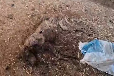 Algunos de los perros habrían intentado alimentarse de los cadáveres de los animales ya fallecidos. El partido animalista pide prisión para el responsable.