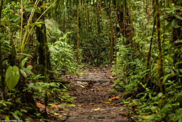 El Eje Cafetero potencia tres joyas turísticas que compiten con los paisajes tradicionales de la región. Un experto ofrece sugerencias.