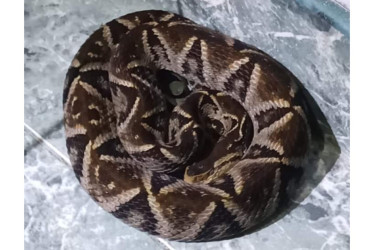 La serpiente mapaná o talla X es conocida por la letalidad de su veneno.