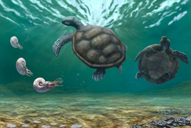Craspedochelys renzi es una nueva especie de tortuga marina fósil identificada en La Guajira.