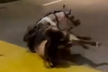 En el sector Molivento de Dosquebradas, un caballo se cayó en un pompeyano 