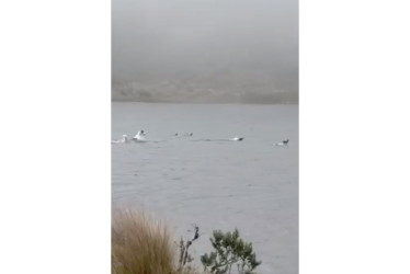 Un perro persigue a patos silvestres en un páramo de Cundinamarca.
