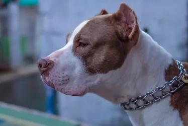 perro raza pitbull