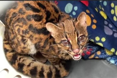 El tigrillo estaba en buenas condiciones de salud y lo liberaron en una zona boscosa, alejada del casco urbano.